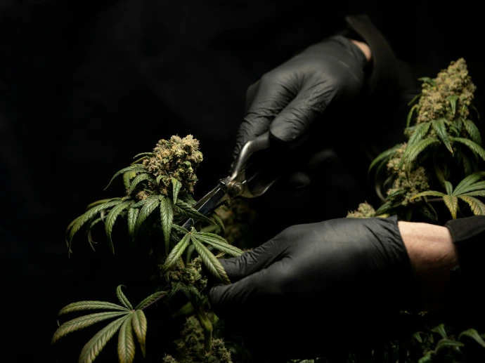 person in black leather gloves holding green plant